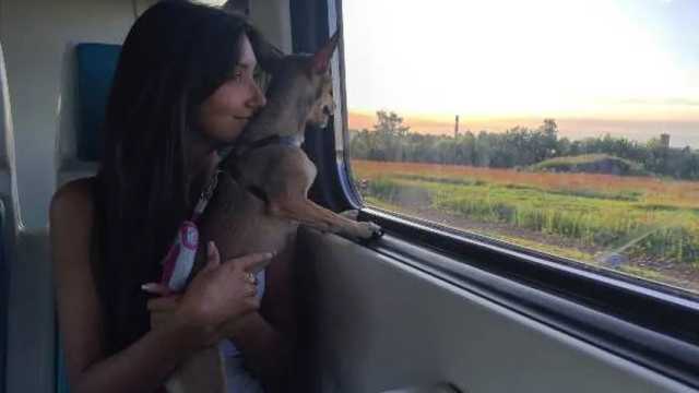 Renfe permitirá llevar en sus trenes a perros de más de 40 kilos. (Foto: Envato)